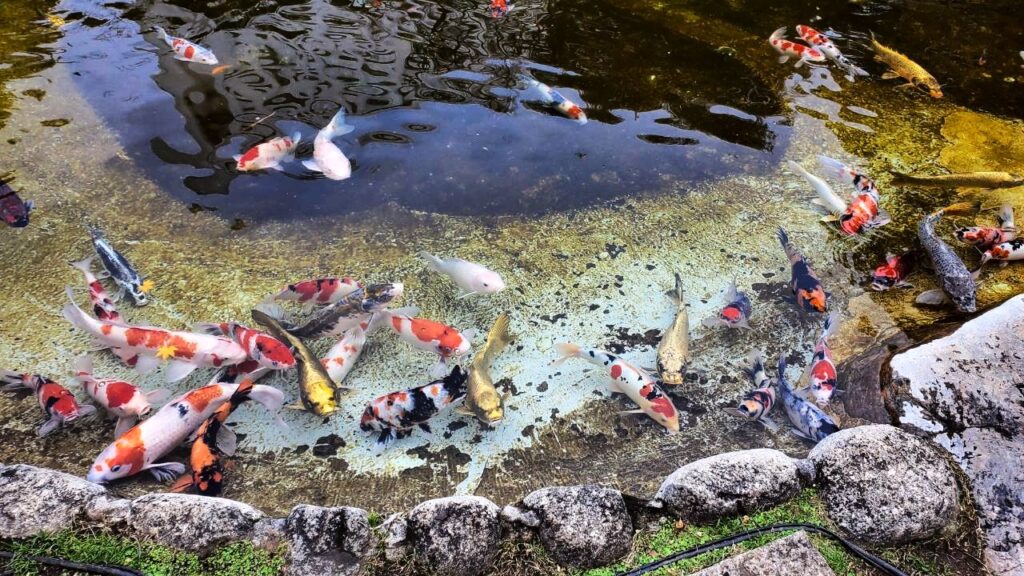 日本庭園の鯉