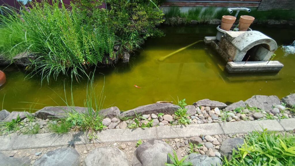 池には鯉